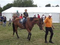 Falunap 2012.