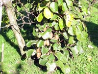 Kiwi