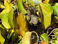 Apr� kiwi