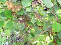 Kiwi a terasz f�l�tti lugason