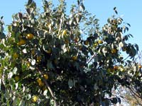Khaki, azaz datolyaszilva