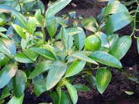 Citrusf�l�k