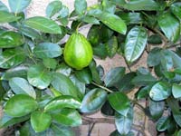 Citrusf�l�k