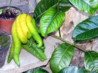 Citrusf�l�k