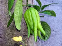 Citrusf�l�k