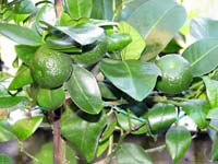 Citrusf�l�k