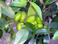 Citrusf�l�k