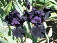 Pista b�csi vir�gai