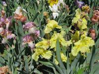 Pista b�csi vir�gai