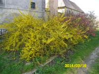 Pista b�csi vir�gai