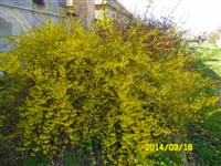 Pista b�csi vir�gai