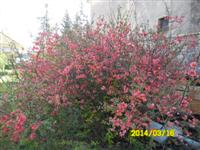 Pista b�csi vir�gai