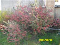 Pista b�csi vir�gai