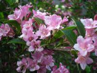 Pista b�csi vir�gai