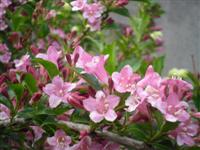 Pista b�csi vir�gai