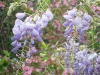 Pista b�csi vir�gai