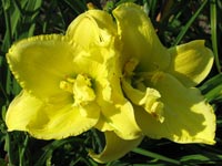 Pista b�csi vir�gai